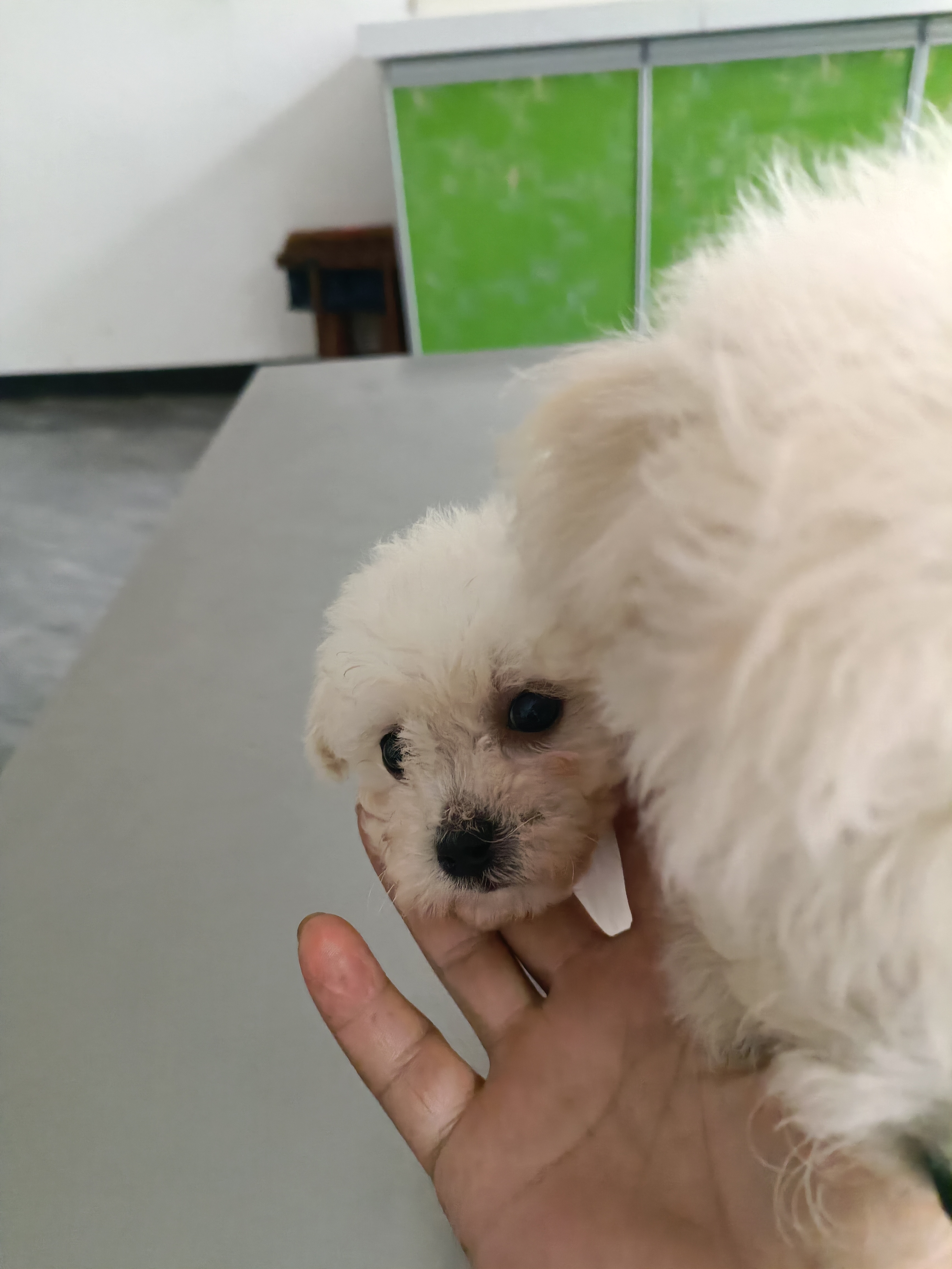 比熊